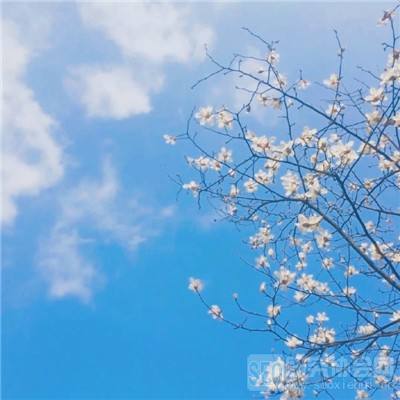 南瓜先生2九龙城寨游戏下载